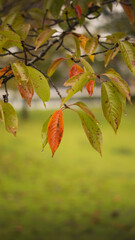autumn leaves in the park. Outdoor
