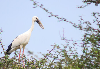 white stork in the nest