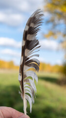 feather 