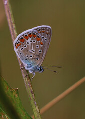 TASHI, ARMENIA - Mar 09, 2018: cute, beautiful butterfly