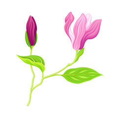 Purple Flowering Magnolia Bud with Showy Petals on Green Stalk Vector Illustration