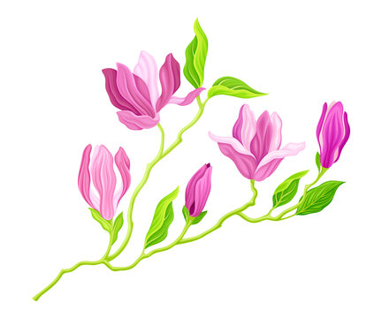 Purple Magnolia Bloomed Flower On Green Stem Vector Illustration