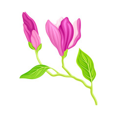 Purple Magnolia Bloomed Flower on Green Stem Vector Illustration