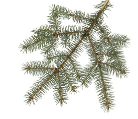 Branch of Christmas tree. Green spruce or pine branch with needles. Isolated on white background. Close Up top view.