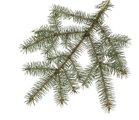 Fotobehang Tak van kerstboom. Groene spar of dennentak met naalden. Geïsoleerd op een witte achtergrond. Close-up bovenaanzicht. © Albert Ziganshin