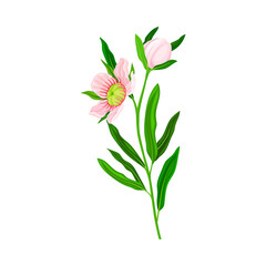 Fototapeta na wymiar Manuka or Tea Tree Pink Flower with Five Petals on Tall Leafy Stem Vector Illustration