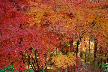 浄土ヶ浜付近のもみじ