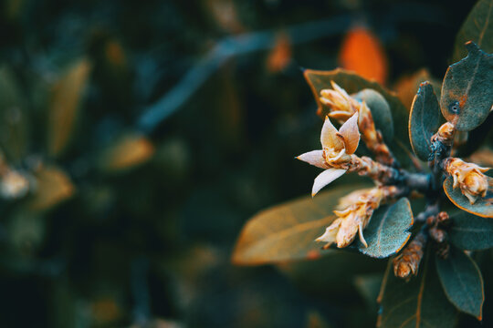 Close-up of a small eleagnus flower on a bunch