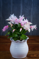 Christmas cactus (Schlumbergera) plant in pot