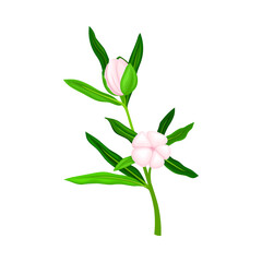 Closed Flower Bud of Manuka Flowering Plant Vector Illustration