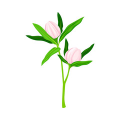 Closed Flower Bud of Manuka Flowering Plant Vector Illustration