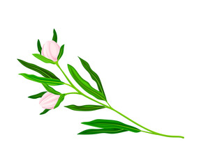 Closed Flower Bud of Manuka Flowering Plant Vector Illustration