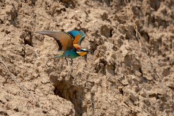 Fototapeta na wymiar European bee-eater or Merops Apiaster in natural habitat