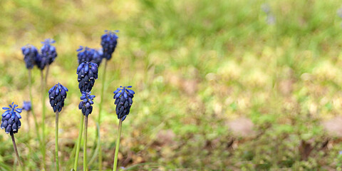 Purple Grape Hyacinth Banner