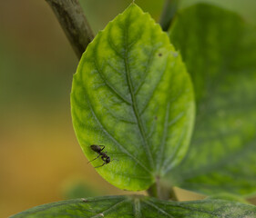 Selective focus shot of an ant on green leaves on branches in the forest