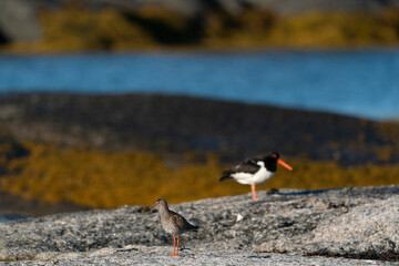 The common redshank or simply redshank (Tringa totanus)