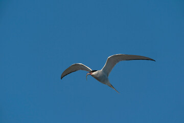 Arctic tern in flight