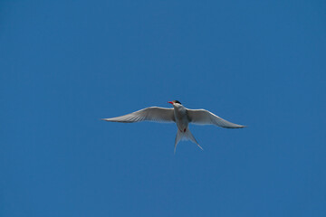 Artic tern in flight.