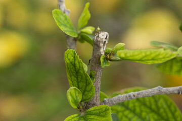 Selective focus shot of green leaves on branches in the forest