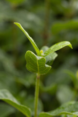 Vertical selective focus shot of growing green leaves in the forest