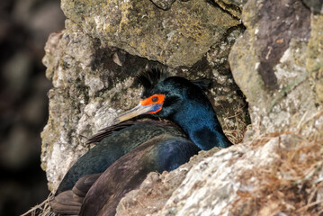 Red-faced Cormorant (Phalacrocorax urile) at St. George Island, Alaska, USA