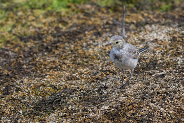 White Wagtail or Motacilla alba. Wagtails is a genus of songbirds. Wagtail is one of the most useful birds. It kills mosquitoes and flies, which deftly chases in the air