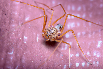 Scytodes univitatta spider walking on a red floor under the sun