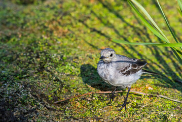 White Wagtail or Motacilla alba. Wagtails is a genus of songbirds. Wagtail is one of the most...
