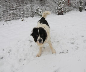 Big Landseer dog is very playful