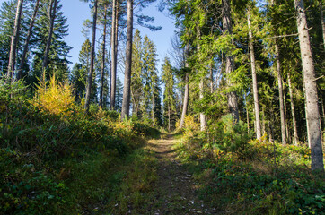 ścieżka w lesie 