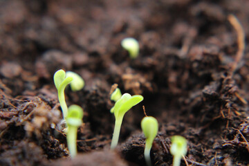beautiful germination of plants, at the beginning of their life, microscopic photo