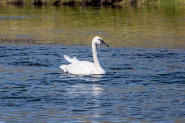 Trumpeter Swan (Cygnus buccinator) in Yellowstone National Park, USA