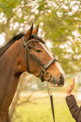 A brown horse head, in side view, in the autumn evening sun