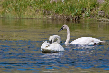 Trumpeter Swans (Cygnus buccinator) in Yellowstone National Park, USA