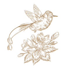 Hand drawn sketch illustration with hummingbird bird and beautiful flowers on white background isolated
