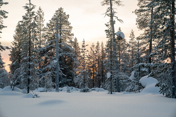 Winter in the forest, pines, trees  covered in snow winter and the village inside the Arctic Circle. Lapland, Finland. Winter sunrise 