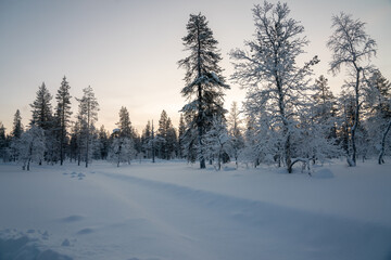 Winter in the forest, pines, trees  covered in snow winter and the village inside the Arctic Circle. Lapland, Finland. Winter sunrise 