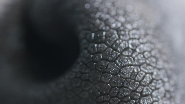 Macro shot dogs nose / dog sleeping and slowly moving / vertical video for social media and smartphones /