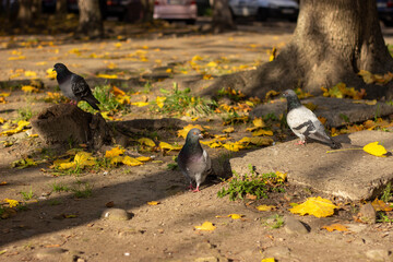 Pigeon in the park