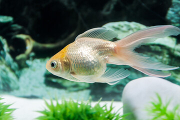 Goldfish swimming in freshwater aquarium