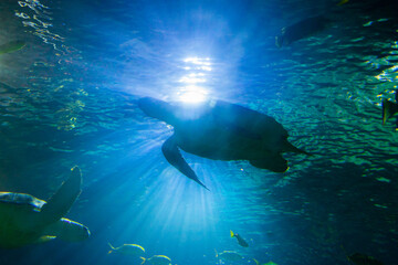 Sea turtle silhouette against blue sunlight