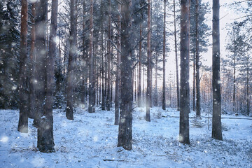landscape snowfall in the forest, forest covered with snow, panoramic view trees in the snow weather