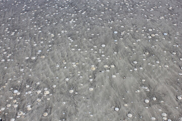 Eighty Miles Beach in Western Australia covered with Sand Dollars