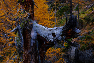 Ramo spezzato di larice