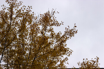 branches of a tree