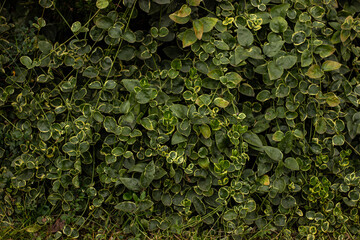 Green floral close-up photo