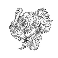 Turkey or gobbler. Thanksgiving icon. Hand drawn sketch. Farm bird graphic design. Vector illustration.