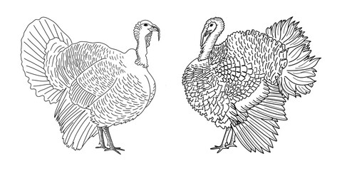 Turkey and gobbler. Thanksgiving icon. Hand drawn sketch. Farm bird graphic design. Vector illustration.
