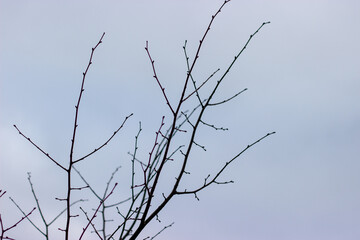 branches of a tree in winter