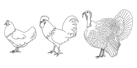 Fototapeta na wymiar Chicken, rooster and turkey outline silhouette or icon set. Poultry, farm bird graphic design with hen, cock and gobbler. Hand drawn sketch. Vector illustration.